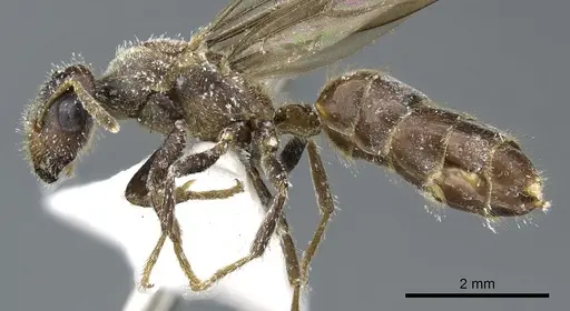 Cladomyrma andrei - CASENT0903186