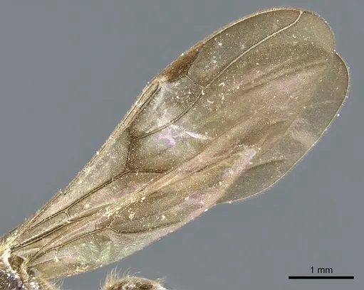 Cladomyrma andrei - CASENT0903186