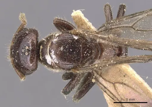 Cladomyrma andrei - CASENT0905172