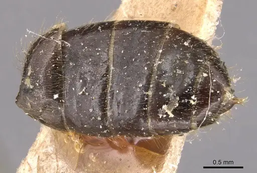 Cladomyrma andrei - CASENT0905172