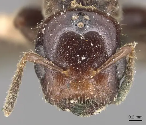 Cladomyrma andrei - CASENT0905172