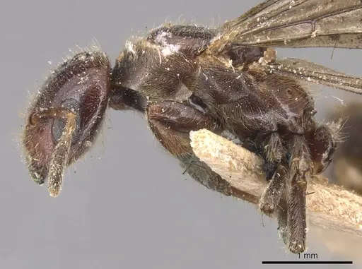 Cladomyrma andrei - CASENT0905172