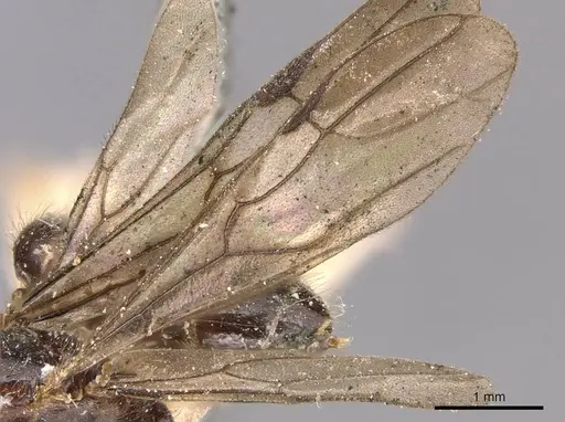 Cladomyrma andrei - CASENT0905172