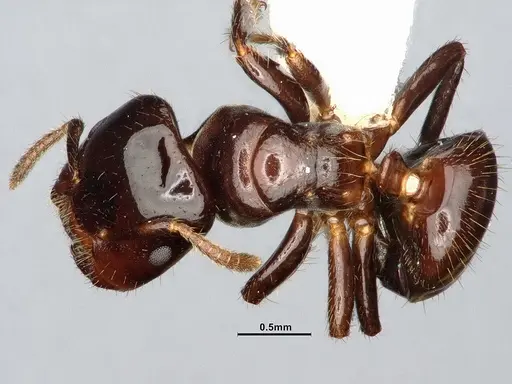 Cladomyrma andrei - CASENT4031892