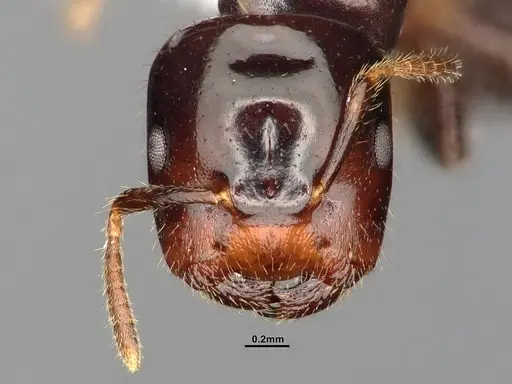 Cladomyrma andrei - CASENT4031892