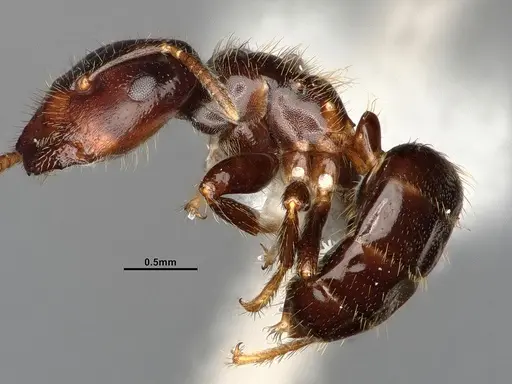 Cladomyrma andrei - CASENT4031892