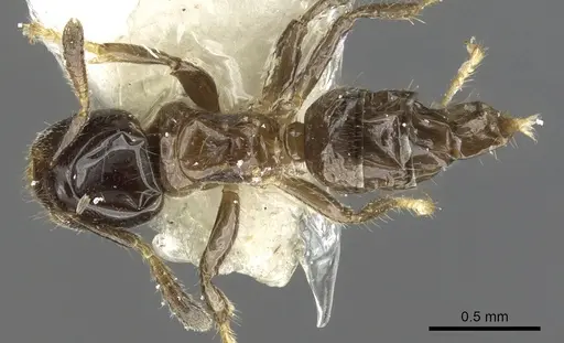 Cladomyrma aurochaetae specimen