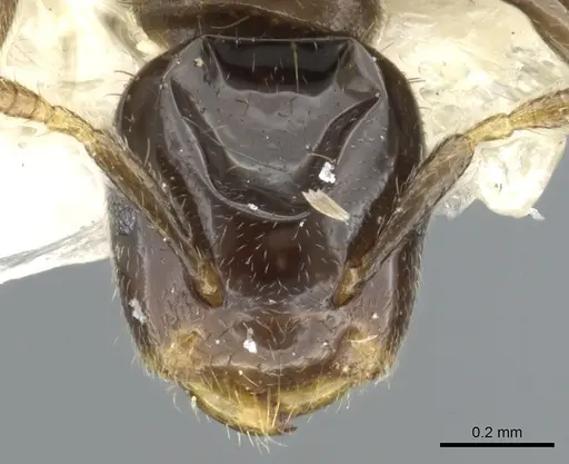 Cladomyrma aurochaetae specimen