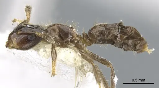 Cladomyrma aurochaetae specimen