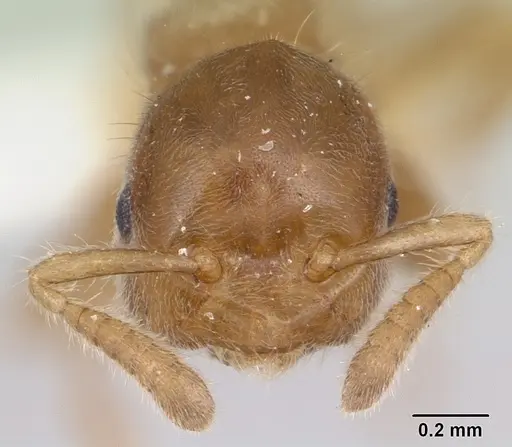 Cladomyrma crypteroniae specimen