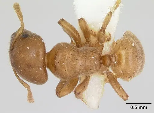 Cladomyrma crypteroniae - CASENT0173917