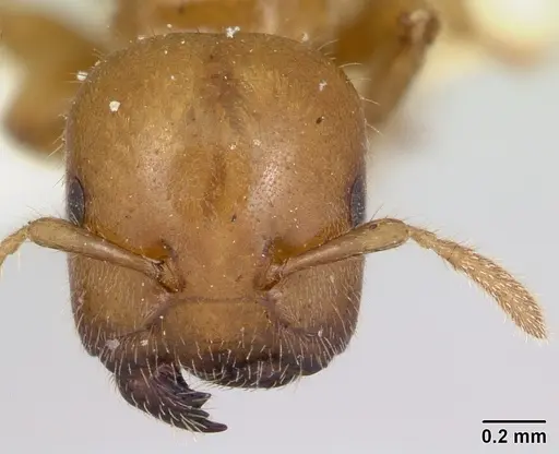 Cladomyrma crypteroniae - CASENT0173917