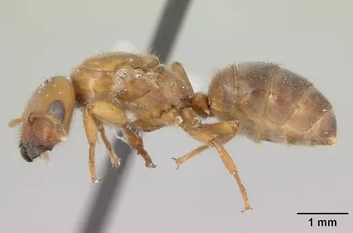 Cladomyrma crypteroniae - CASENT0173918