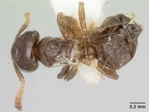 Cladomyrma dianeae specimen