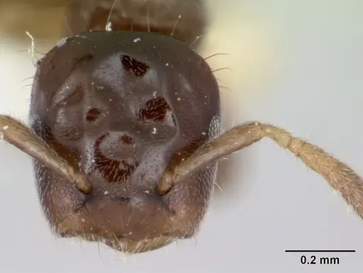 Cladomyrma dianeae specimen