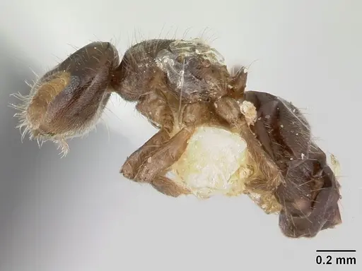 Cladomyrma dianeae specimen