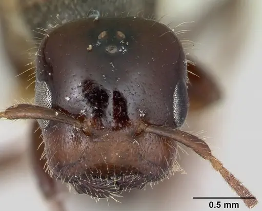 Cladomyrma dianeae - CASENT0173915