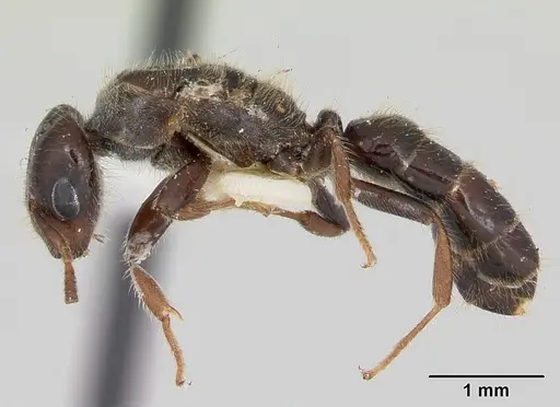 Cladomyrma dianeae - CASENT0173915