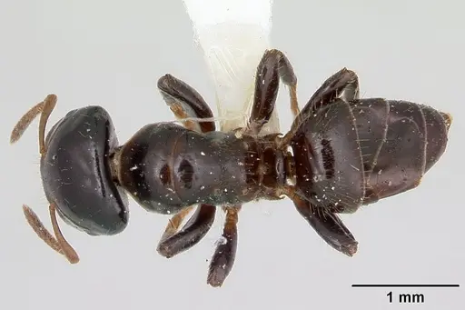 Cladomyrma hewitti specimen