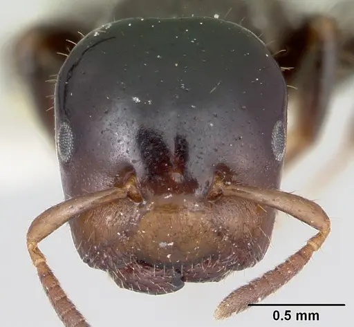 Cladomyrma hewitti specimen