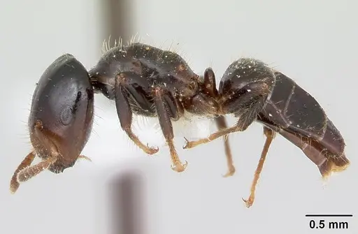Cladomyrma hewitti specimen
