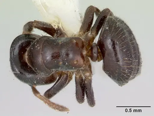 Cladomyrma hewitti - CASENT0173907