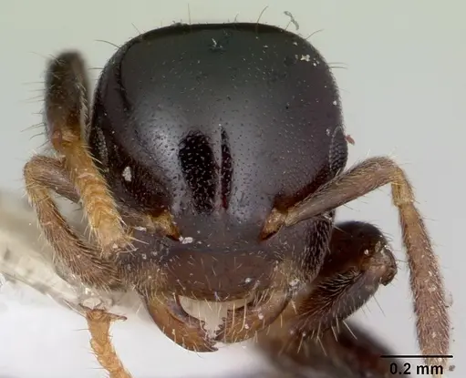 Cladomyrma hewitti - CASENT0173907