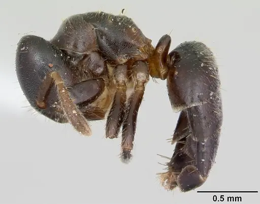 Cladomyrma hewitti - CASENT0173907