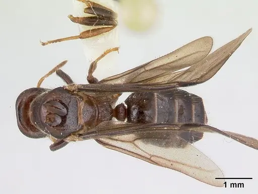 Cladomyrma hewitti - CASENT0173908