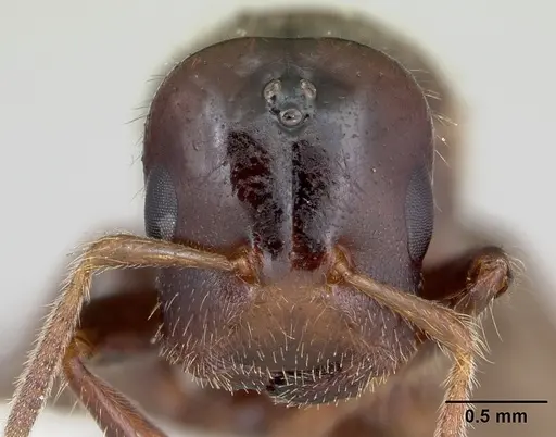 Cladomyrma hewitti - CASENT0173908