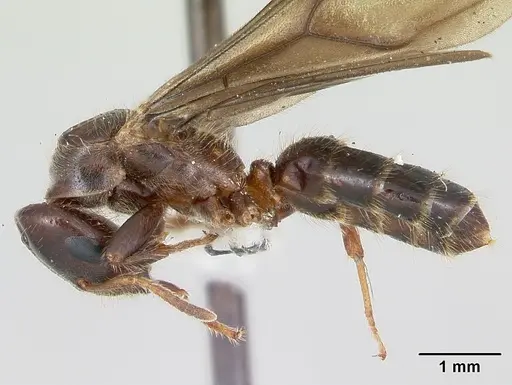 Cladomyrma hewitti - CASENT0173908