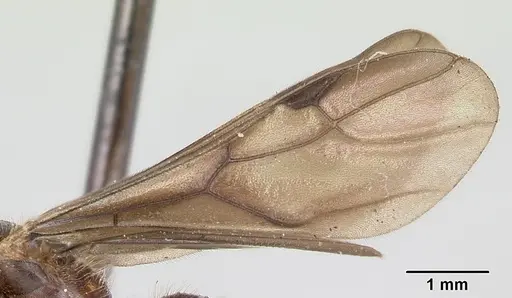 Cladomyrma hewitti - CASENT0173908