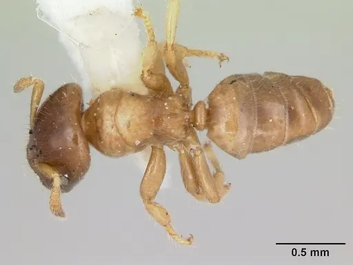 Cladomyrma hobbyi specimen