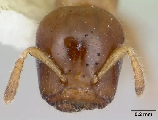 Cladomyrma hobbyi specimen