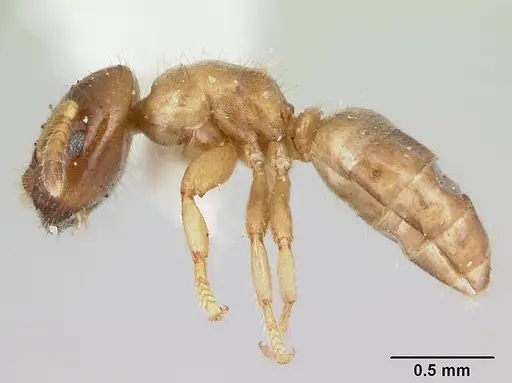 Cladomyrma hobbyi specimen