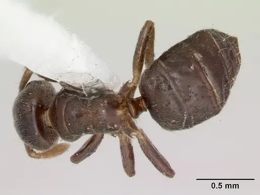 Cladomyrma maryatiae specimen