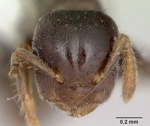 Cladomyrma maryatiae specimen