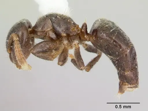 Cladomyrma maryatiae specimen