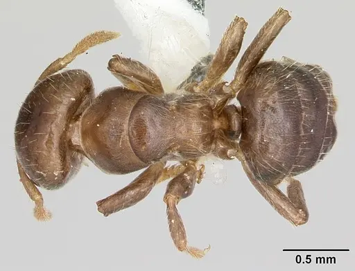 Cladomyrma maryatiae - CASENT0173901