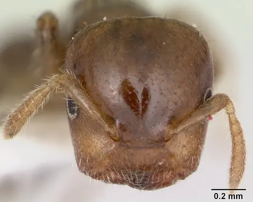 Cladomyrma maryatiae - CASENT0173901