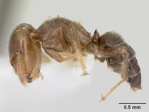 Cladomyrma maryatiae - CASENT0173901