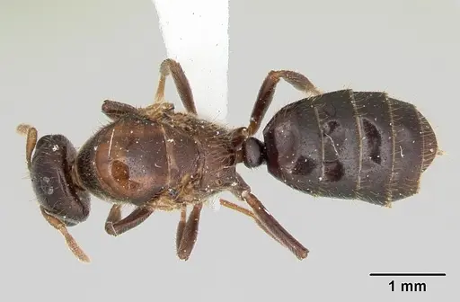 Cladomyrma maryatiae - CASENT0173902