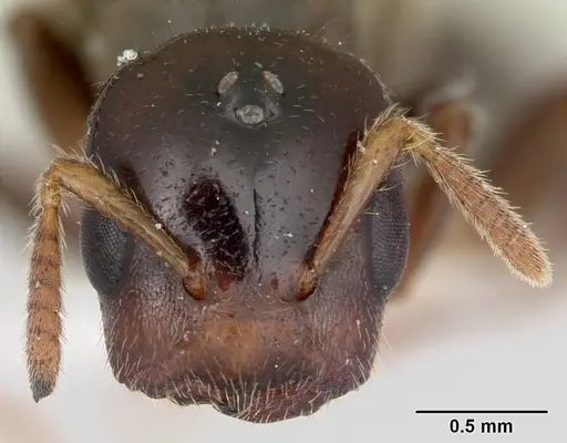 Cladomyrma maryatiae - CASENT0173902