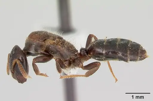 Cladomyrma maryatiae - CASENT0173902