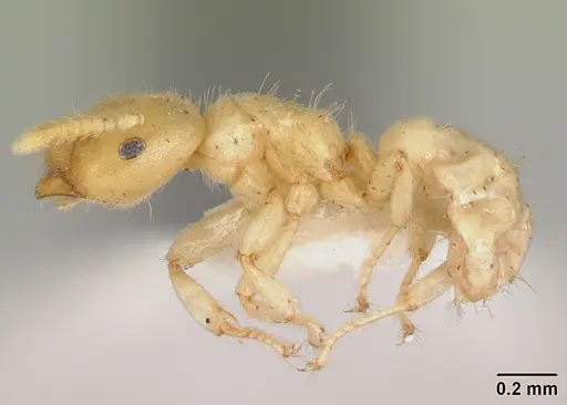 Cladomyrma maschwitzi specimen