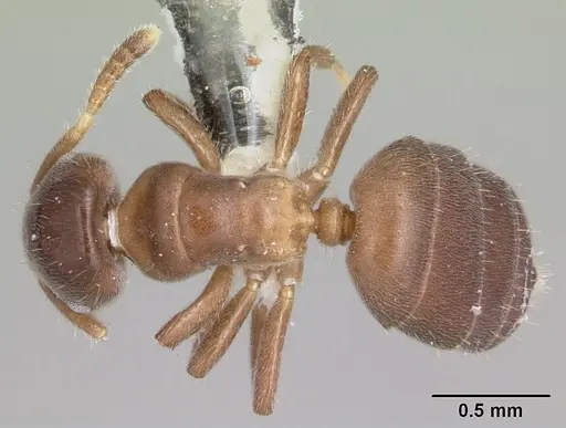 Cladomyrma nudidorsalis specimen