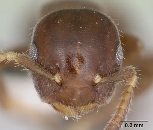 Cladomyrma nudidorsalis specimen