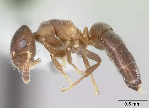 Cladomyrma nudidorsalis specimen