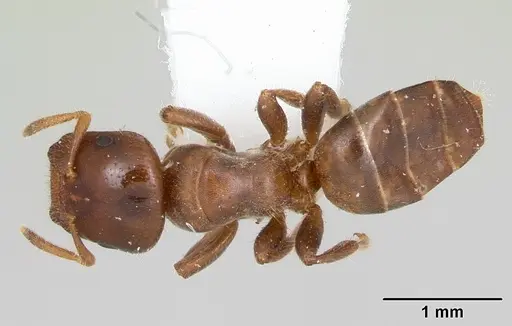 Cladomyrma petalae specimen