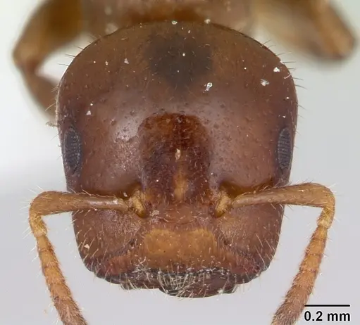 Cladomyrma petalae specimen